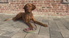 FinestPaw Hundezubehör Hundeleine Hundehalsband Video Waldgrün liegend