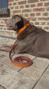 FinestPaw Klassik Premium Orange Hundehalsband und Leine Set Labrador
