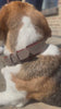FinestPaw Klassik Premium Taupe Halsband und Leine Set Beagle