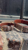 FinestPaw Klassik Halsband XXS-XXL FensterBank